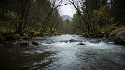 River flowing gently through a lush forest, creating a calm nature scene. Perfect for landscape photography, outdoor adventure, wellness, travel, and serene nature concepts.