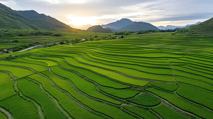 Obraz premium Lush green terraced rice fields stretch across landscape under beautiful sunset