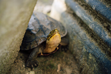 Turtle head near water edge