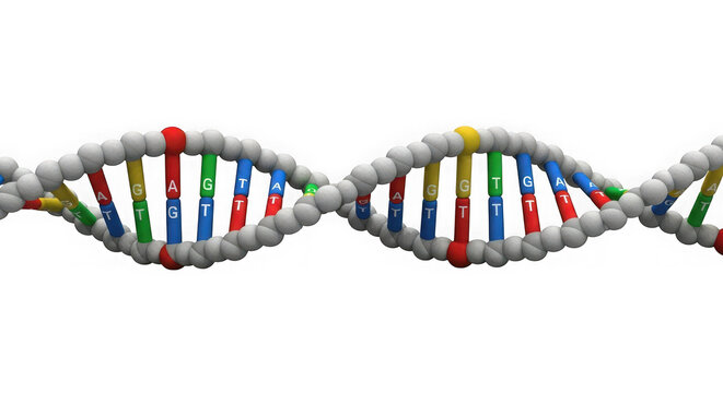 Detailed 3d rendering of a vibrant dna double helix structure representing genetic code and life's building blocks transparent background