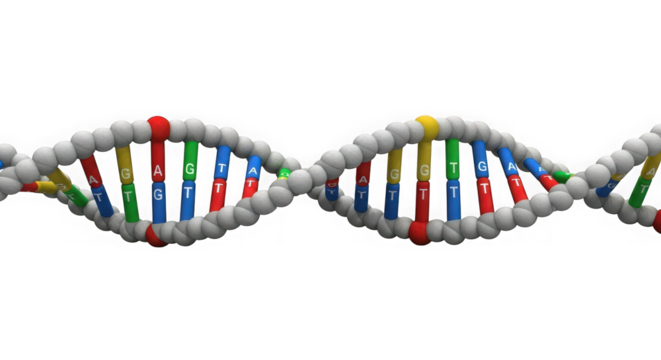 Detailed 3d rendering of a vibrant dna double helix structure representing genetic code and life's building blocks transparent background - Powered by Adobe