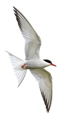 Arctic Tern Flight, Coastal Sky, Wildlife