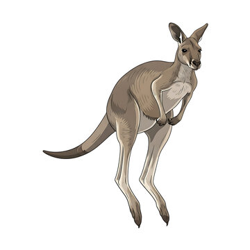 Stylized realistic kangaroo jumping, an Australian wild animal in motion, isolated on white background, vector illustration.