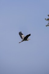 flying heron