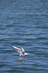 seagull on the sea