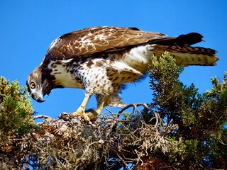 A red tailed hawk peers menacingly over his prey, while perched high atop a tree branch.