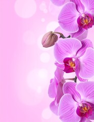 Delicate pink orchid flowers with intricate petals and vibrant hues, gracefully arranged against a soft, light background that enhances their beauty.