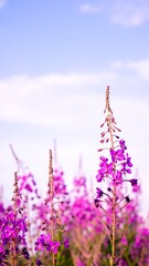A vibrant field filled with delicate purple flowers swaying gently in the breeze, surrounded by lush green grass under a clear blue sky.