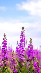 A vibrant field of purple flowers sways gently under a clear blue sky, creating a stunning contrast that evokes a sense of tranquility and beauty.