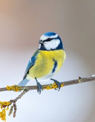 A close-up of a vibrant blue tit perched on a branch, showcasing its striking yellow underparts and blue crown against a soft, muted backdrop.
