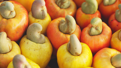 Close-up of harvested ripe cashew apples, raw nuts with shell, attached drupe with edible seed, yellow and orange fruits