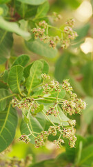 close-up of blooming cashew tree flowers, anacardium occidentale, with green leaves in background, early flowering stage of cultivation in orchard