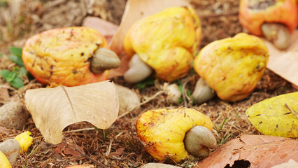Closeup of ripe cashew fruits with nuts fallen on farm ground