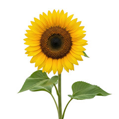Obraz premium Closeup of a vibrant sunflower isolated on transparent background, a symbol of summer