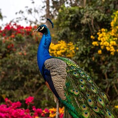 Obraz premium Vibrant peacock amidst colorful flowers