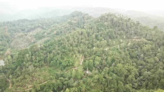 Beautiful aerial footage of dense tropical forest covering rolling green hills with a small lake, winding paths, and scattered palm trees under natural daylight.