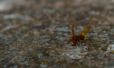 Hornet walking on a rock with spread wings, exploring its surroundings