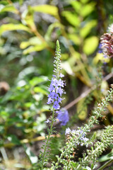 ルリトラノオ　Speedwell