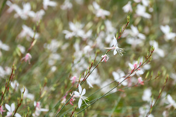 ガウラ（ヤマモモソウ） White Gaura