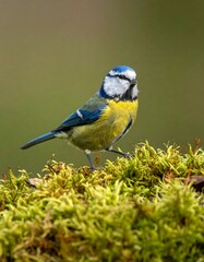 A vibrant blue tit perched on a patch of lush green moss, showcasing its striking colors against a soft, muted background.