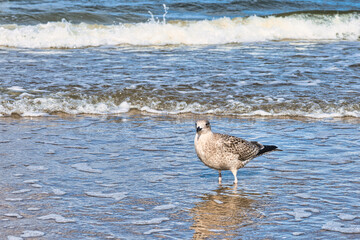 Möve am Meer , Ostsee , Erholung , Urlaub , Ferien , Strand , Blauer Himmel , Sand , Entspannung , Relaxen , Genießen , Reisen , Tourismus