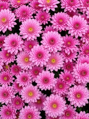 Vibrant pink chrysanthemums blooms in a flower garden nature photography close-up view floral beauty