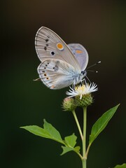 Obraz premium Butterfly feeding on flower natural habitat macro photography tranquil environment close-up view beauty of nature