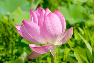 Obraz premium 夏の池に咲くピンク色の蓮の花
