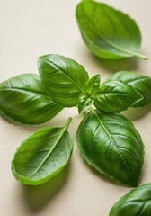 Basil Leaves: Fresh basil leaves, radiating a natural beauty, showcased against a subtle backdrop, a visual symphony of organic and fresh produce.