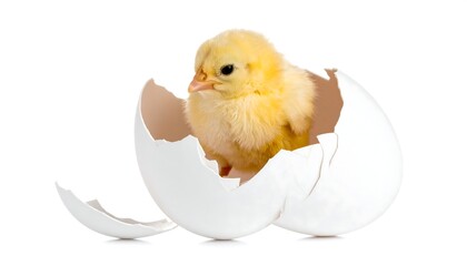 Chick hatching egg, white background, new life
