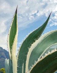 Close-up view of vibrant agave leaves, displaying striking white and green patterns against a backdrop of a partly cloudy sky.