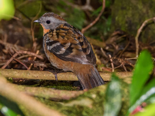 Fototapeta premium Australian Logrunner (Orthonyx temminckii) in Australia