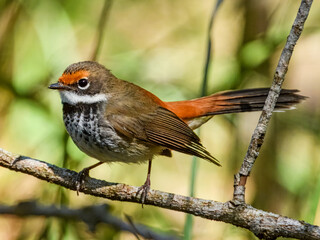 Australian Rufous Fantail (Rhipidura rufifrons) in Australia