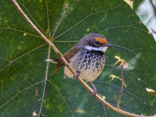 Australian Rufous Fantail (Rhipidura rufifrons) in Australia