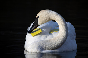 Front view of beautiful trumpeter swan Cygnus buccinator with coiled neck and yellow wing tags