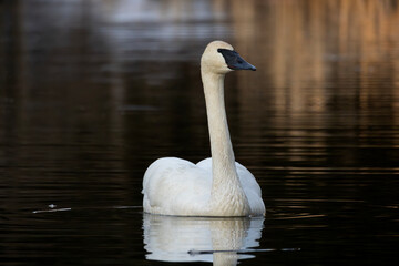 Elegant trumpeter swan Cygnus buccinator gliding peacefully on calm water
