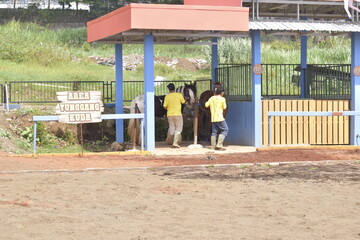 Groom washes the horse. A groom is seen washing a horse at a stable facility. Young man grooming. 
