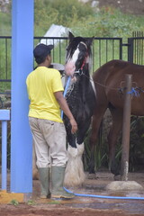 Groom washes the horse. A groom is seen washing a horse at a stable facility. Young man grooming. 