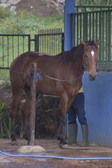 Groom washes the horse. A groom is seen washing a horse at a stable facility. Young man grooming. 