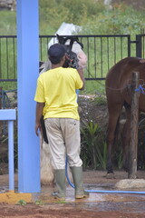 Groom washes the horse. A groom is seen washing a horse at a stable facility. Young man grooming. 