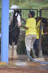 Groom washes the horse. A groom is seen washing a horse at a stable facility. Young man grooming. 