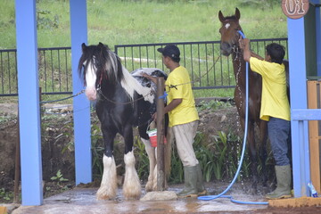 Groom washes the horse. A groom is seen washing a horse at a stable facility. Young man grooming. 
