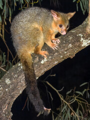 Common Brushtail Possum (Trichosurus vulpecula) in Australia