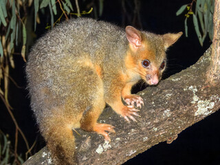 Common Brushtail Possum (Trichosurus vulpecula) in Australia
