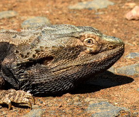 Eastern Bearded Dragon (Pogona barbata) in Australia