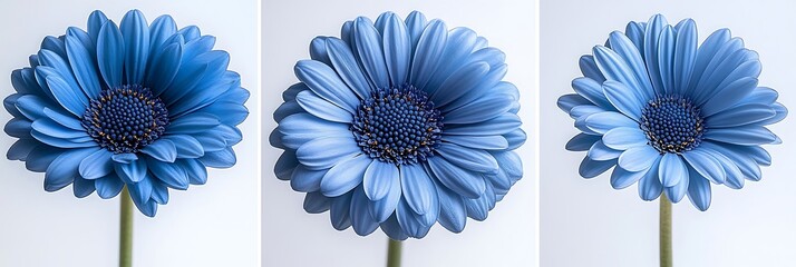 Gerbera Daisy With Pink And