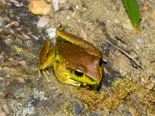 Eastern Stony Creek Frog (Litoria wilcoxii) in Australia