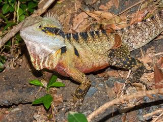 Eastern Water Dragon (Intellagama lesueurii lesueurii ) in Australia