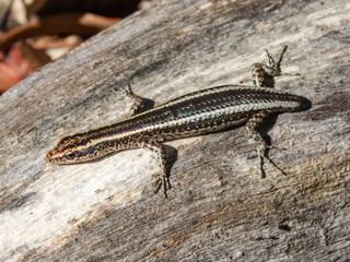 Elegant Snake-eyed Skink (Cryptoblepharus pulcher) in Australia