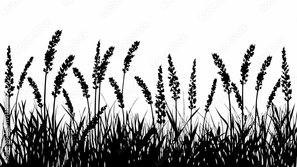 Poster vector silhouette of tall grass and wheat plants against a white background creating a natural borde